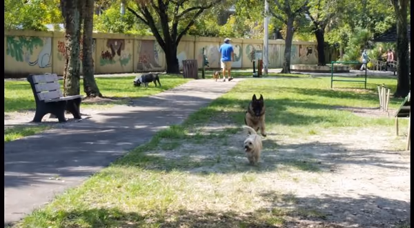 Dog Swim and Bark Park at Snyder Park photo 2